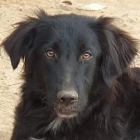 Oscar
