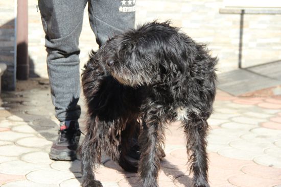 Romeo