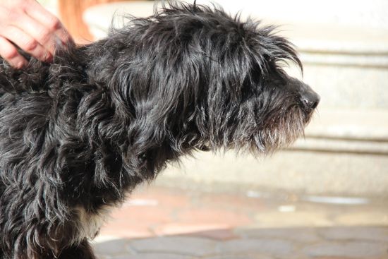 Romeo