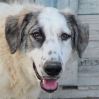Amira
