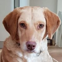 Carlos