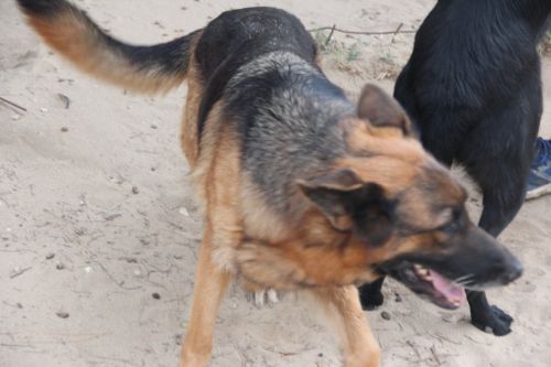 Laika