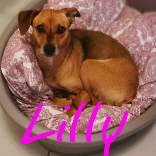 Lilly