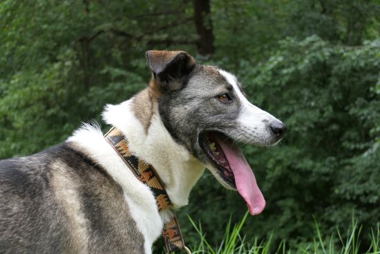 Maya