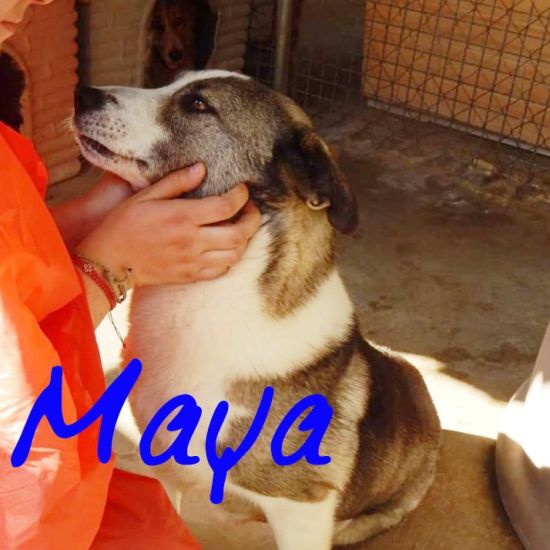Maya