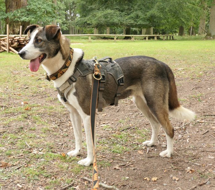 Maya