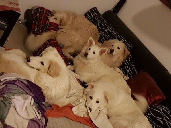 Noah und seine Hundefreunde