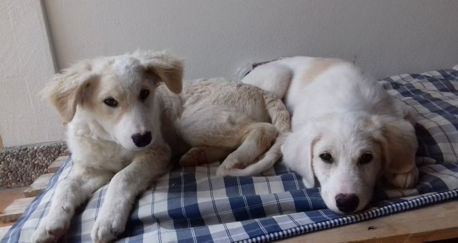 Noah und Noel