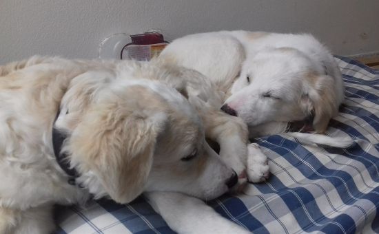 Noah und Noel