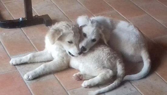 Noah und Noel