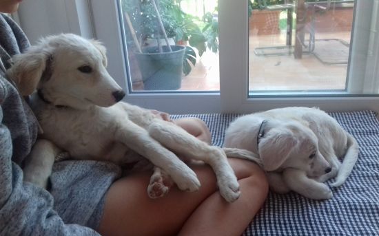 Noah und Noel