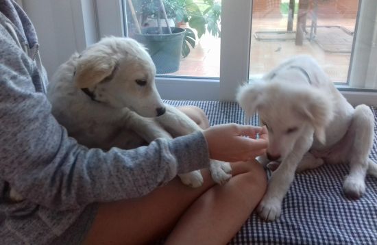 Noah und Noel