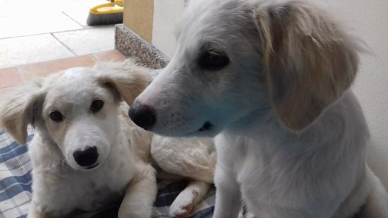 Noah und Noel