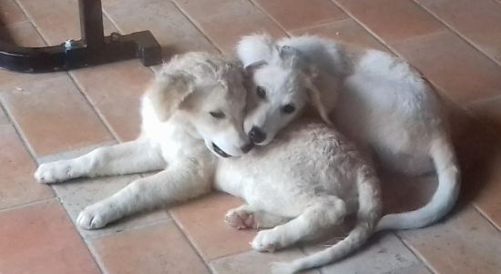 Noah und Noel