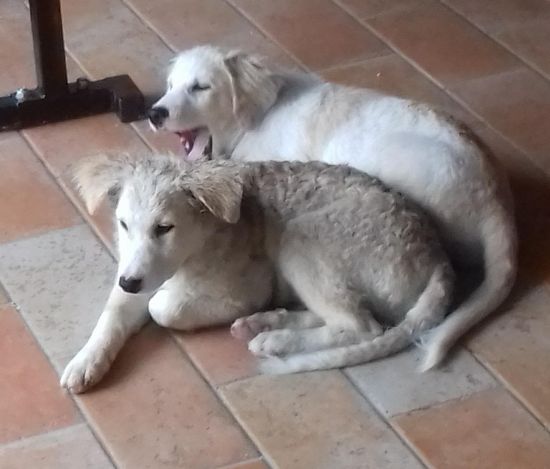 Noah und Noel