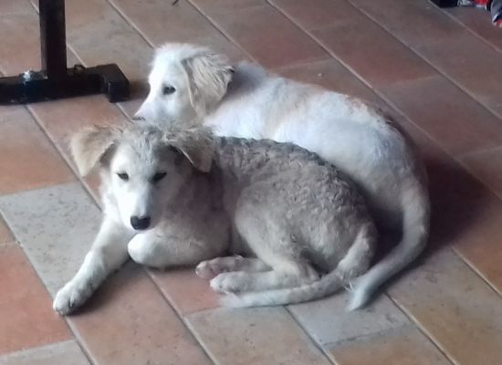 Noah und Noel