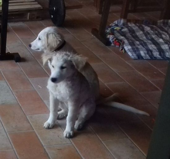 Noah und Noel