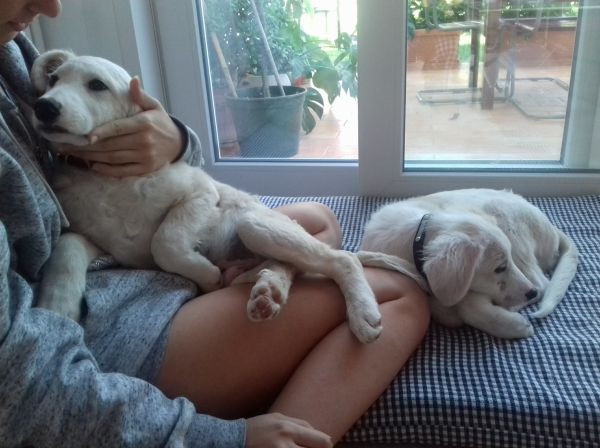 Noah und Noel