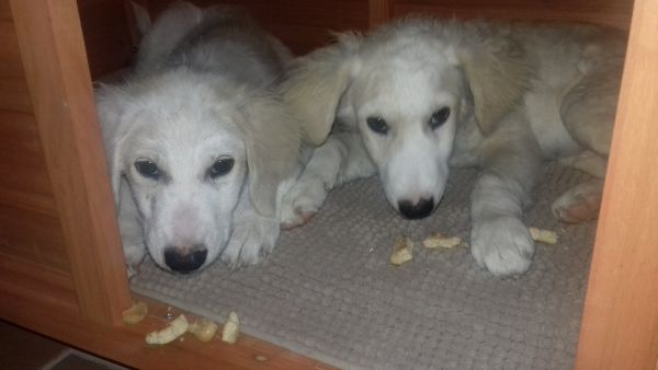 Noah und Noel