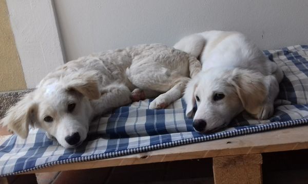 Noah und Noel
