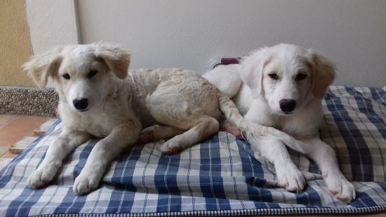Noah und Noel
