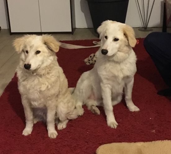 Noah und Noel