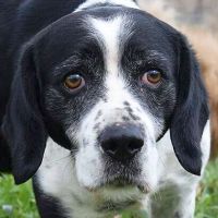 Peppino