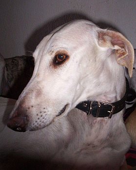 Balu