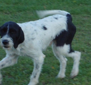Boris