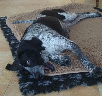 Samson