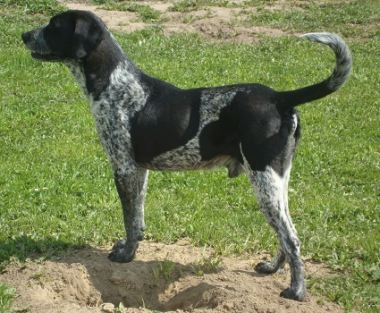 Samson