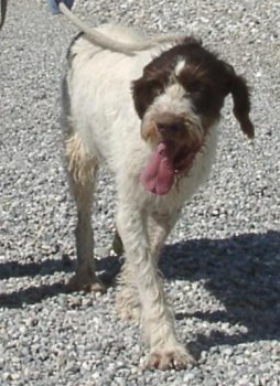 Ulisse