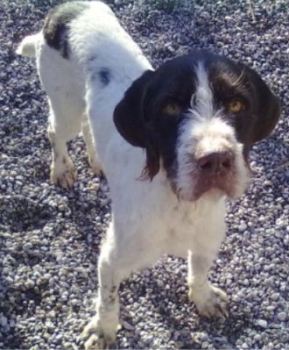 Ulisse