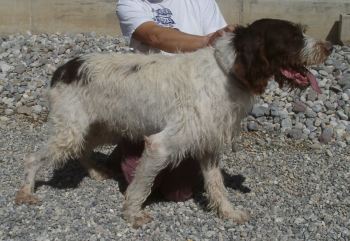 Ulisse