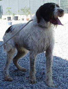 Ulisse