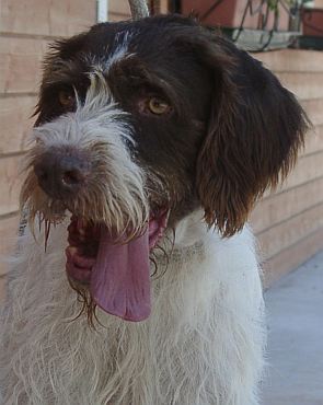 Ulisse