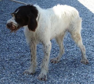 Ulisse