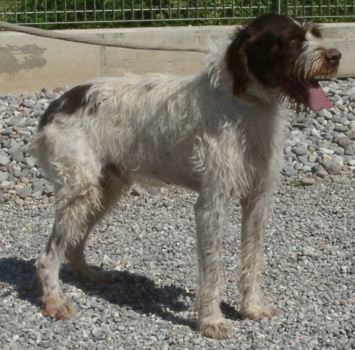 Ulisse
