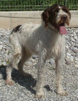 Ulisse