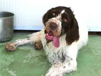 Ulisse