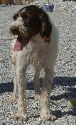 Ulisse