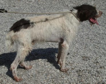 Ulisse