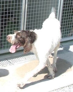 Ulisse