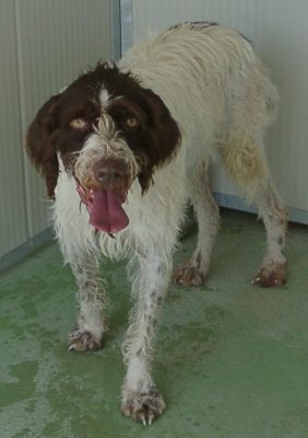 Ulisse