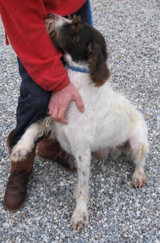 Ulisse