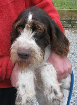 Ulisse