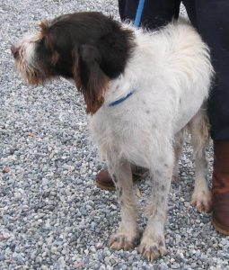 Ulisse