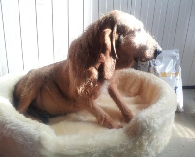 Floppy und sein Bett