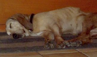 Floppy