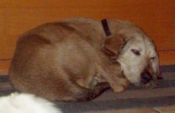 Floppy